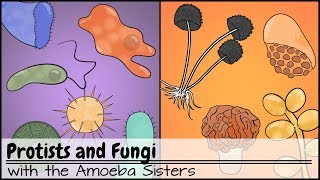 Protists and Fungi [upl. by Cralg164]