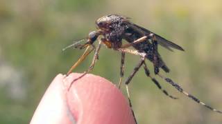 American Giant Mosquitoes [upl. by Shull876]