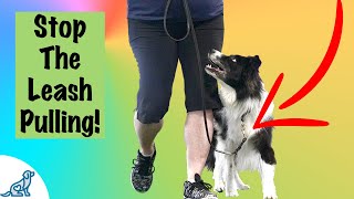 Loose Leash Walking Training  Professional Dog Training Tips [upl. by Souvaine]