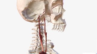 Arterial supply of the Thorax  Anatomy Tutorial [upl. by Disharoon]