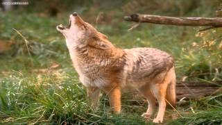 The sound of a Coyote [upl. by Elsilrac739]