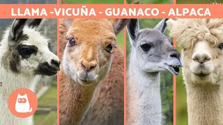 LLAMA vs ALPACA vs VICUÑA vs GUANACO 🦙 ¡Aprende a diferenciarlos [upl. by Haraf664]