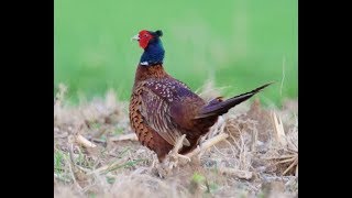 Fasan Ruf Männchen und Weibchen  Jagdfasan  Phasianus colchicus [upl. by Nedac502]