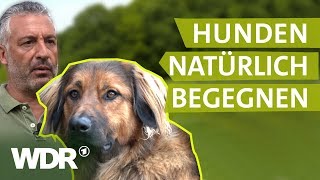 Hundebegegnungen ohne Stress  Hunde verstehen  S01E02  WDR [upl. by Ahsap]