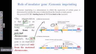 Genomic imprinting [upl. by Areht]