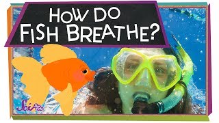 How Do Fish Breathe  Animal Science for Kids [upl. by Eixela]