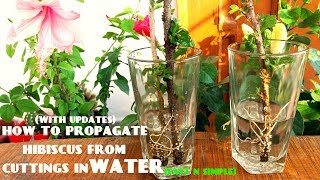 How to Propagate Hibiscus From Cuttings in WaterWith Updates [upl. by Ycnahc]