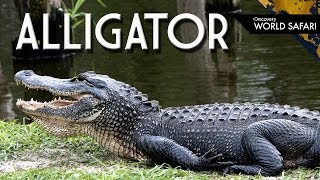 9 Alligator Fun Facts [upl. by Ikciv]