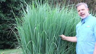 Northwind switchgrass Panicum virgatum Northwind  Plant Identification [upl. by Zehe]