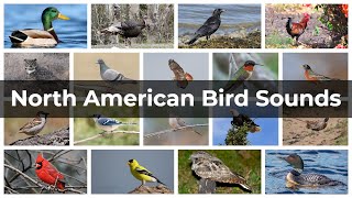 North American Bird Sounds  Compilation [upl. by Eseryt894]