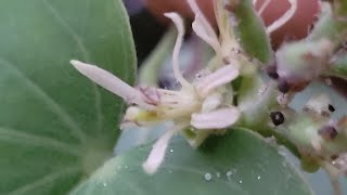 Bauhinia racemosa [upl. by Brookhouse]