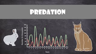 Predation  Animal Behaviour [upl. by Haughay945]