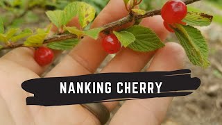 Nanking Cherry Tasting and Review [upl. by Demott]